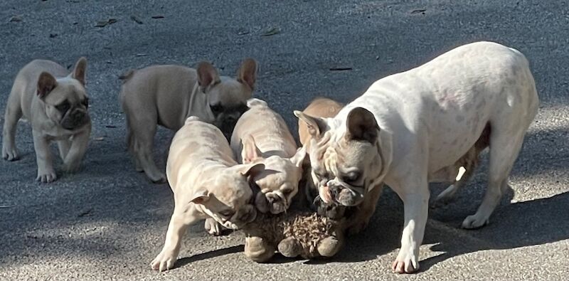 TOP QUALITY HEALTH TESTED FRENCH BULLDOG PUPPIES for sale in West Yorkshire