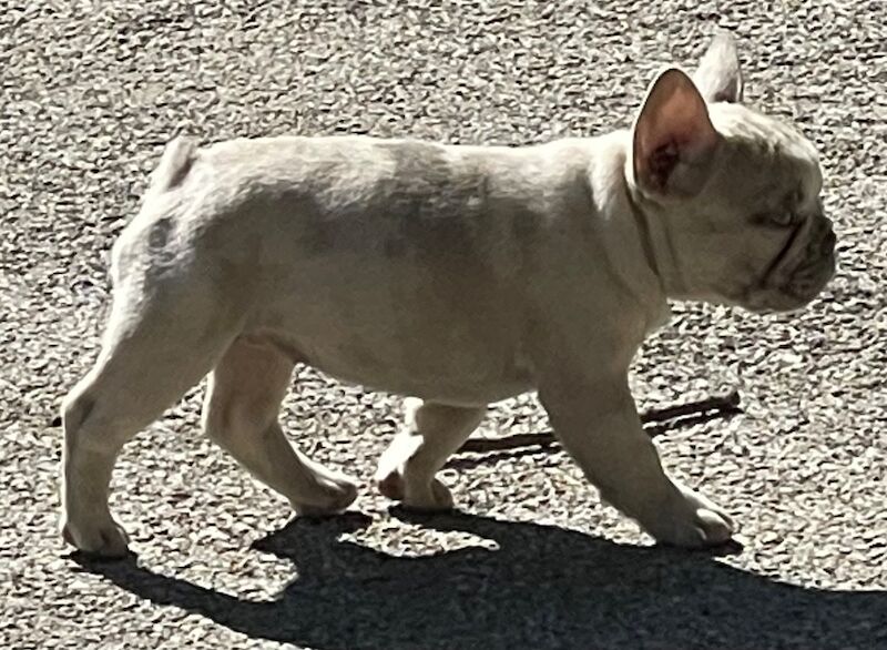 TOP QUALITY HEALTH TESTED FRENCH BULLDOG PUPPIES for sale in West Yorkshire - Image 3