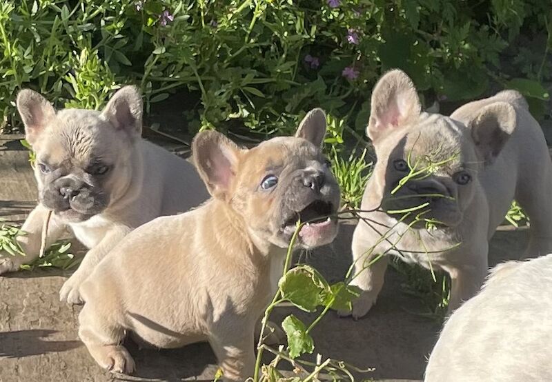 TOP QUALITY HEALTH TESTED FRENCH BULLDOG PUPPIES for sale in West Yorkshire - Image 7