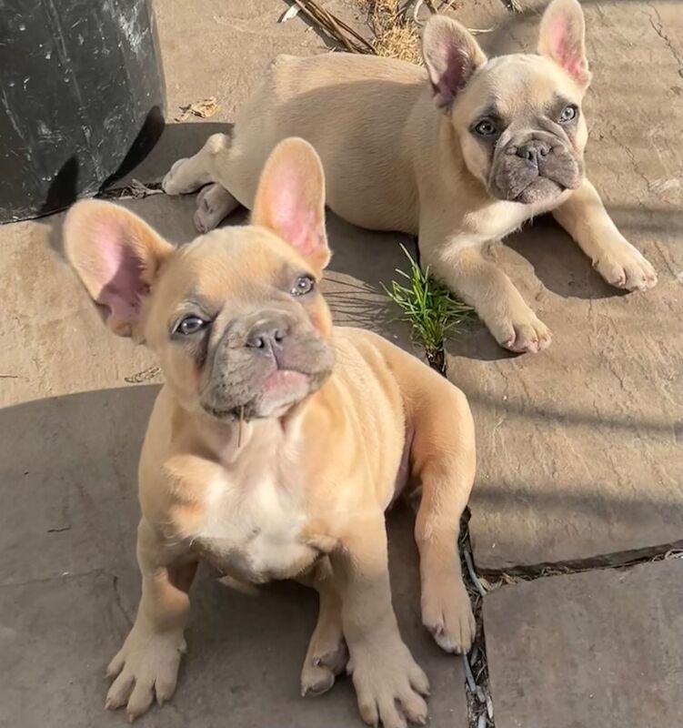 TOP QUALITY HEALTH TESTED FRENCH BULLDOG PUPPIES for sale in West Yorkshire - Image 8