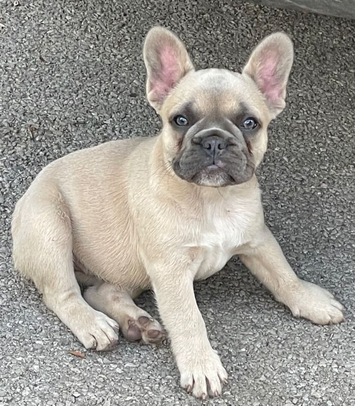 TOP QUALITY HEALTH TESTED FRENCH BULLDOG PUPPIES for sale in West Yorkshire - Image 10