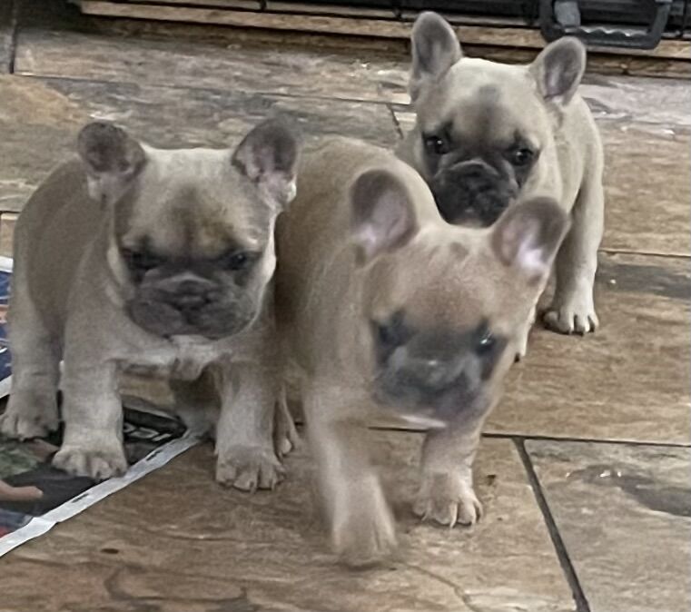 TOP QUALITY HEALTH TESTED FRENCH BULLDOG PUPPIES for sale in West Yorkshire - Image 13