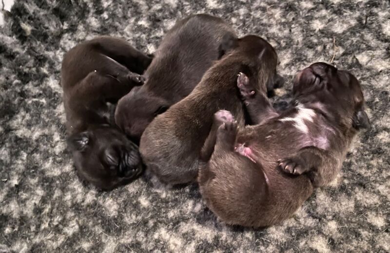 QUALITY KC CHAMPION SIRED HEALTH TESTED PUPPIES for sale in Leeds, West Yorkshire - Image 6