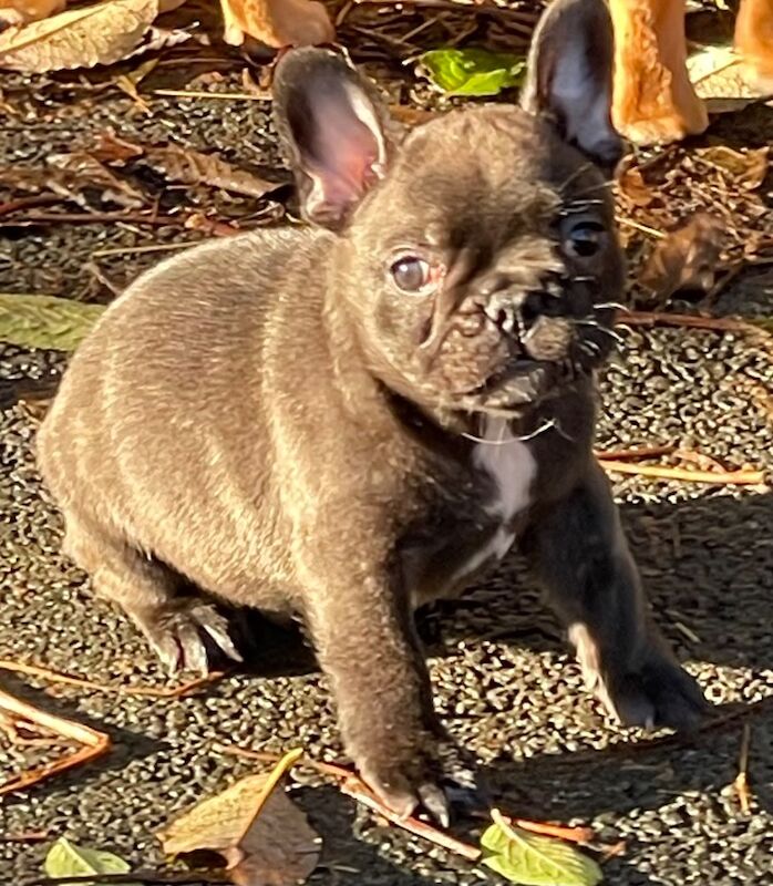 QUALITY KC CHAMPION SIRED HEALTH TESTED PUPPIES for sale in Leeds, West Yorkshire - Image 7