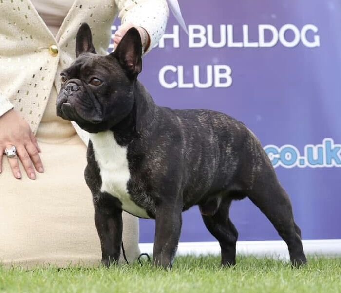 QUALITY KC CHAMPION SIRED HEALTH TESTED PUPPIES for sale in Leeds, West Yorkshire - Image 8