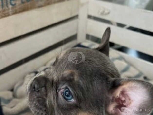 Two beautiful French bulldog girls to find their forever homes for sale in Minehead, Somerset