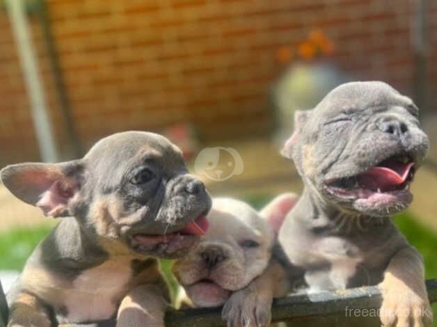 Two beautiful French bulldog girls to find their forever homes for sale in Minehead, Somerset - Image 2