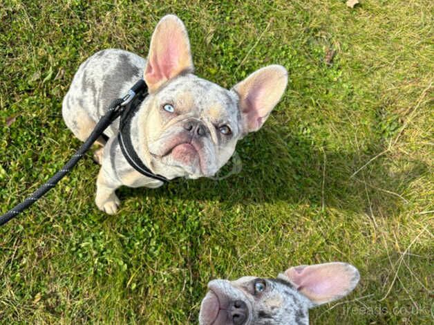 Two Beautiful Frenchies to rehome together for sale in Croydon, Croydon, Greater London