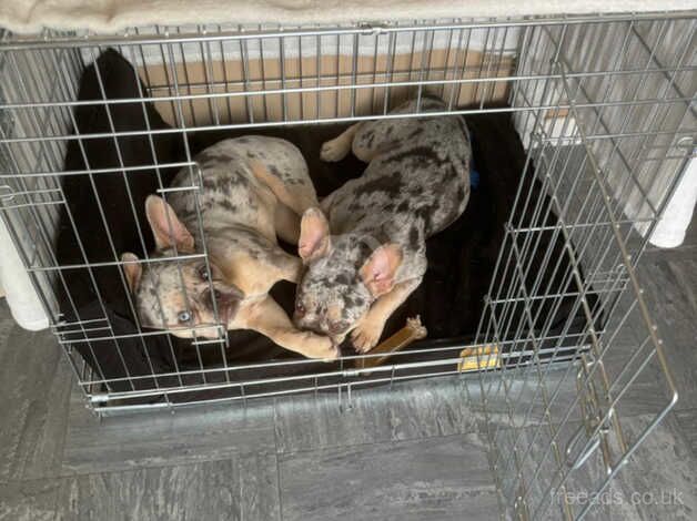 Two Beautiful Frenchies to rehome together for sale in Croydon, Croydon, Greater London - Image 2