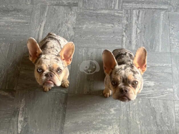 Two Beautiful Frenchies to rehome together for sale in Croydon, Croydon, Greater London - Image 3