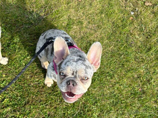 Two Beautiful Frenchies to rehome together for sale in Croydon, Croydon, Greater London - Image 5