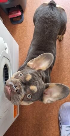 Two female french bulldogs for sale in Warrington, Cheshire