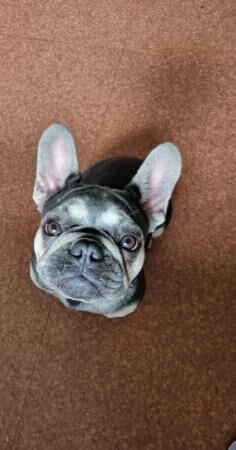 Two female french bulldogs for sale in Warrington, Cheshire - Image 3