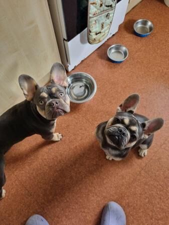 Two female french bulldogs for sale in Warrington, Cheshire - Image 4