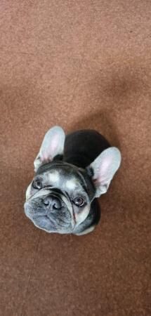 Two female french bulldogs for sale in Warrington, Cheshire - Image 5