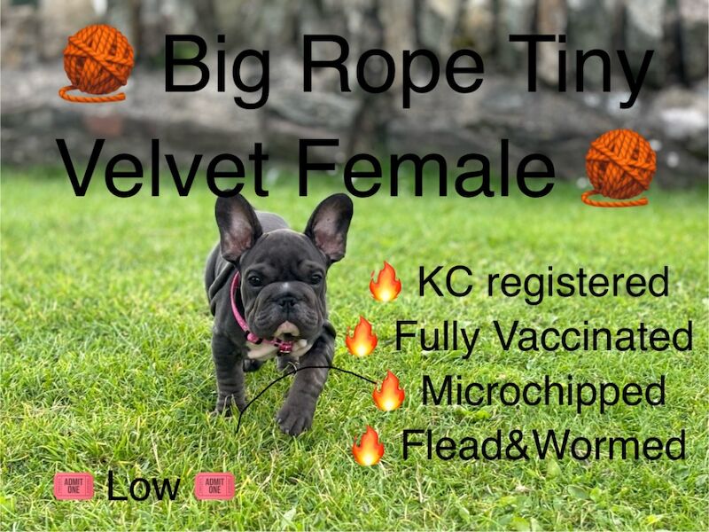 Velvet big rope frenchie puppies for sale in Caerphilly/Caerffil, Caerphilly