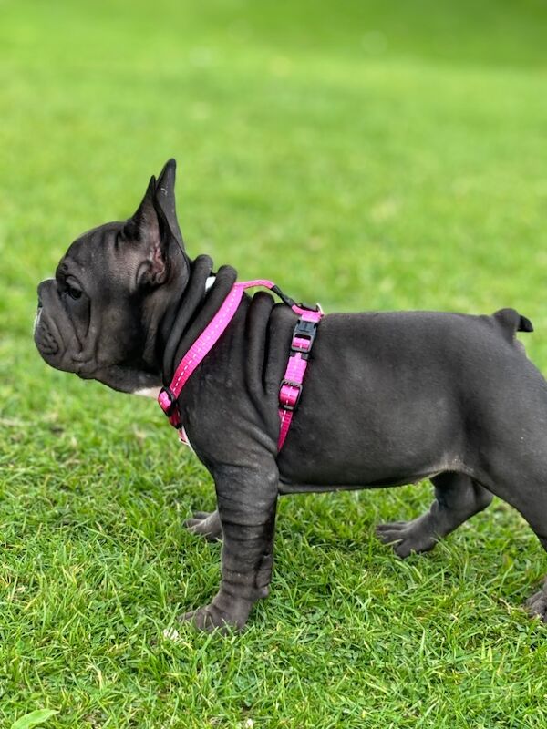 Velvet big rope frenchie puppies for sale in Caerphilly/Caerffil, Caerphilly - Image 2