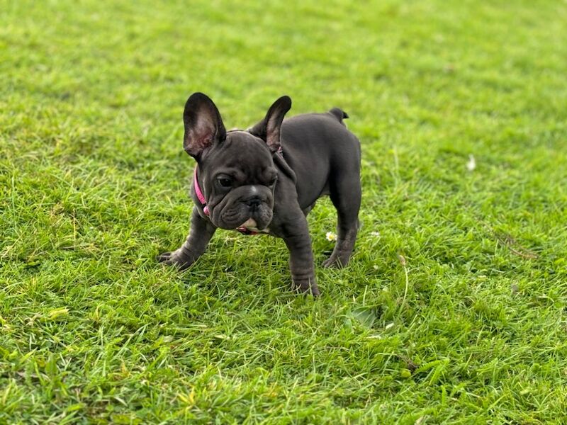 Velvet big rope frenchie puppies for sale in Caerphilly/Caerffil, Caerphilly - Image 4