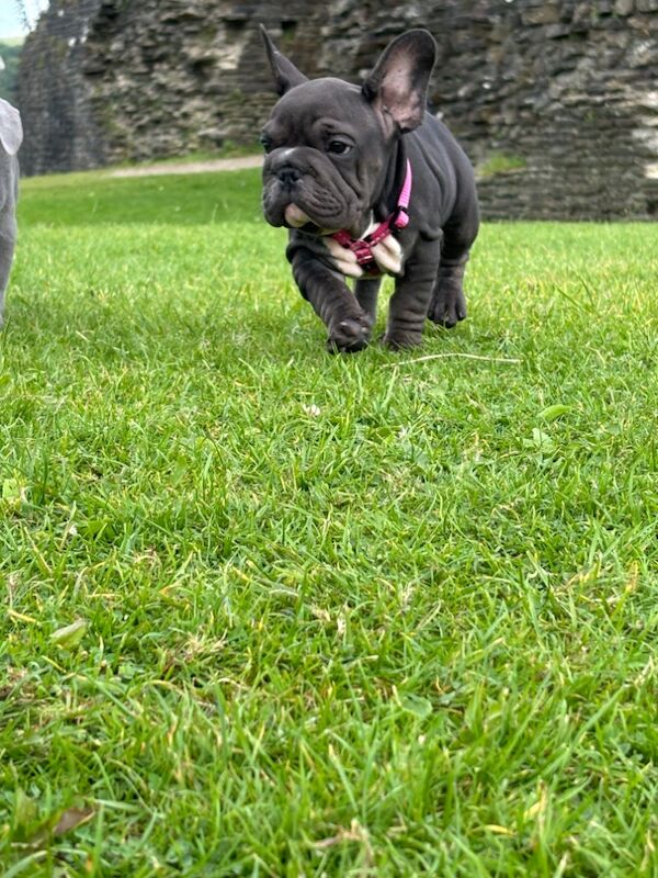 Velvet big rope frenchie puppies for sale in Caerphilly/Caerffil, Caerphilly - Image 5