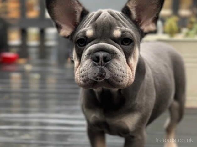 Velvet French bulldog carrying PINK for sale in Rochester, Northumberland