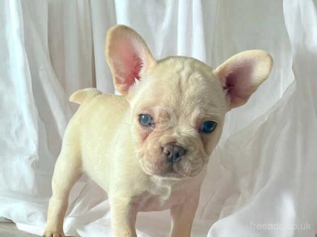 Velvet French bulldogs carrying pink & testable for sale in Maesteg, Bridgend