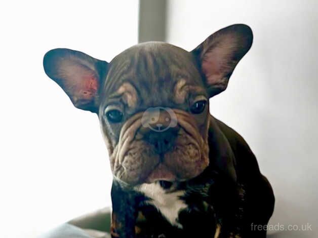 Velvet French bulldogs carrying pink & testable for sale in Maesteg, Bridgend - Image 2