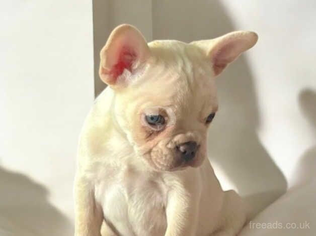 Velvet French bulldogs carrying pink & testable for sale in Maesteg, Bridgend - Image 3