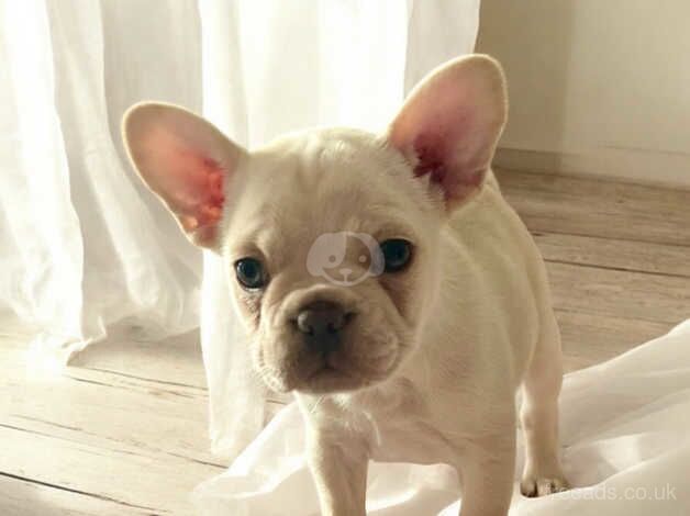 Velvet French bulldogs carrying pink & testable for sale in Maesteg, Bridgend - Image 5