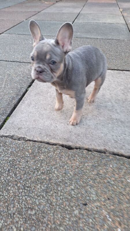 Very nice girl French bulldog for sale in Southport, Merseyside