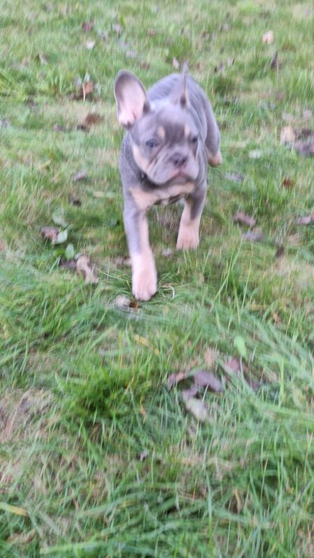 Very nice girl French bulldog for sale in Southport, Merseyside - Image 2