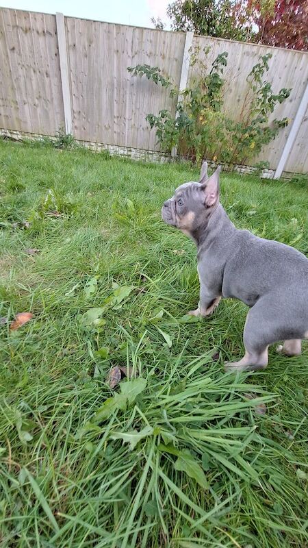 Very nice girl French bulldog for sale in Southport, Merseyside - Image 3