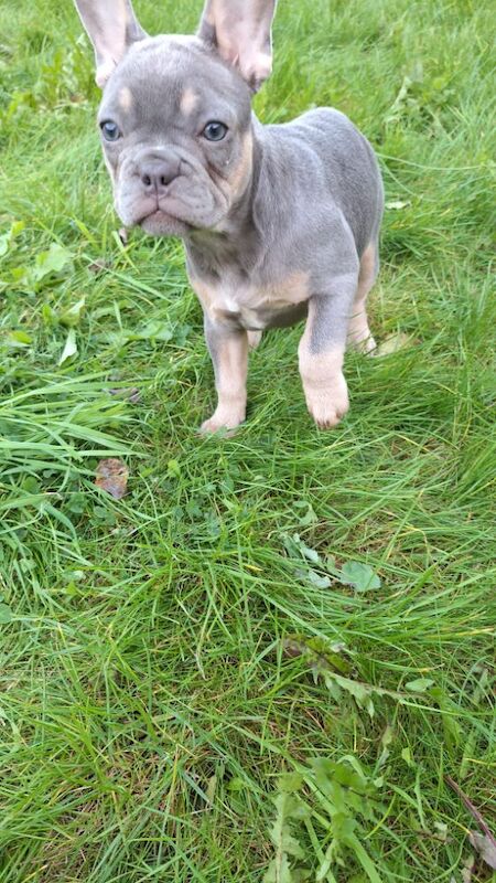 Very nice girl French bulldog for sale in Southport, Merseyside - Image 4