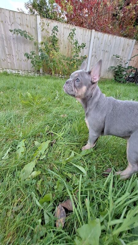 Very nice girl French bulldog for sale in Southport, Merseyside - Image 5