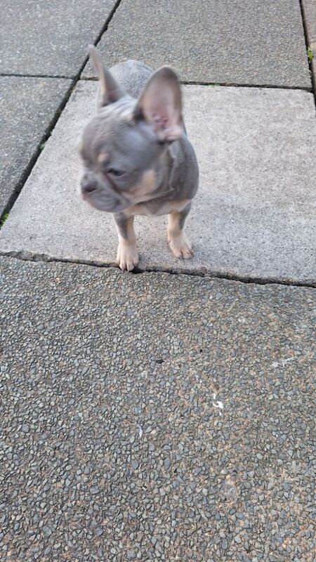 Very nice girl French bulldog for sale in Southport, Merseyside - Image 6