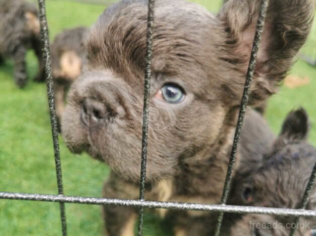 Visual fluffy french bulldog puppies ready to leave for sale in Nottingham, Nottinghamshire - Image 1