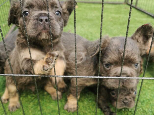 Visual fluffy french bulldog puppies ready to leave for sale in Nottingham, Nottinghamshire - Image 2