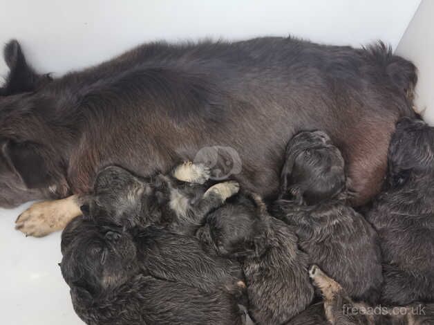 Visual fluffy french bulldog puppies ready to leave for sale in Nottingham, Nottinghamshire - Image 3