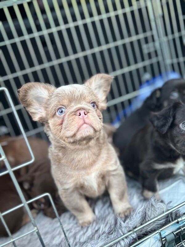 Visual newshade rojo and tan fluffy french bulldogs for sale in Sheffield, South Yorkshire