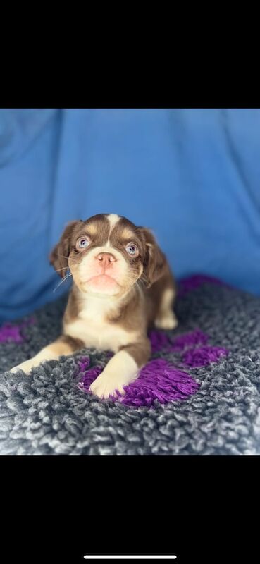 Visual newshade rojo and tan fluffy french bulldogs for sale in Sheffield, South Yorkshire - Image 3