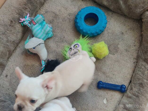 WOW Head Turning litter of french bulldog puppies for sale in Redhill, Aberdeenshire - Image 1