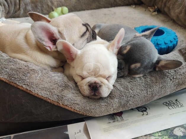 WOW Head Turning litter of french bulldog puppies for sale in Redhill, Aberdeenshire - Image 2