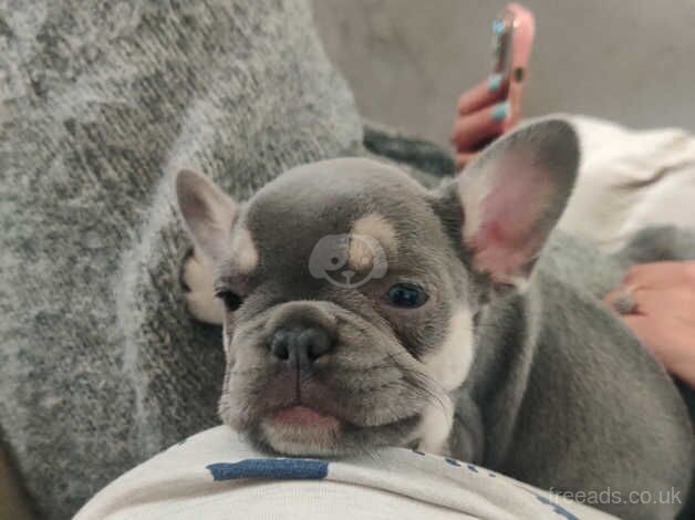 WOW Head Turning litter of french bulldog puppies for sale in Redhill, Aberdeenshire - Image 3