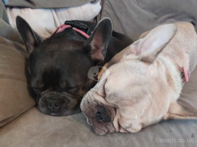 WOW Head Turning litter of french bulldog puppies for sale in Redhill, Aberdeenshire - Image 4