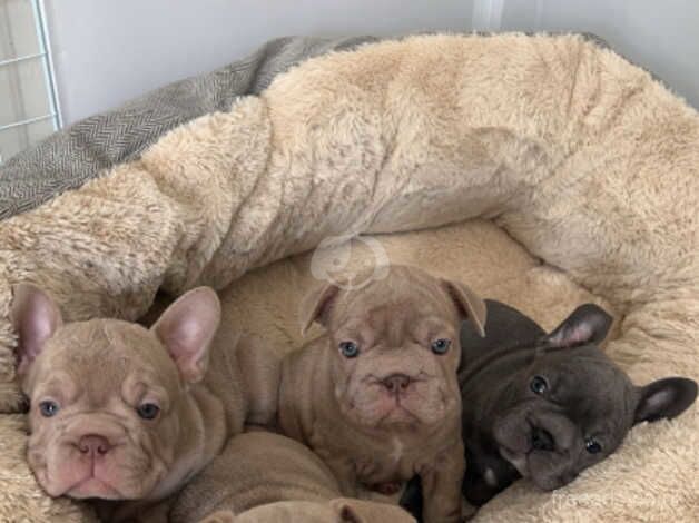 Your new best friend awaits! Adorable puppies forsale for sale in Leven, Fife