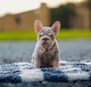 Sonny leeks - Frenchie breeder