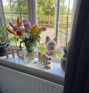 Rachel Neale - Frenchie breeder