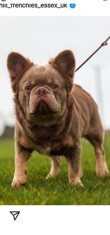 Rachel Neale - Frenchie Breeder - Image 3